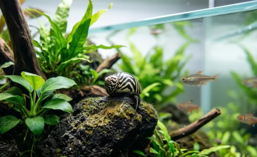 10 Nerite Snail Mistakes to Avoid in Your Aquarium