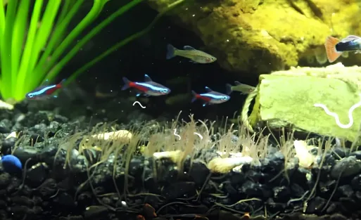 Some fish and worms in a fish tank.