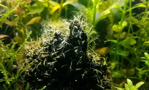 4 Ways to Remove Hydra in Nano Aquariums