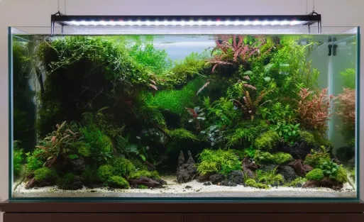 A fish tank with brilliant palnt landscape.