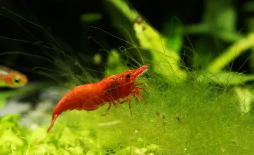6 Methods to Get Rid of Hair Algae in Freshwater Tanks