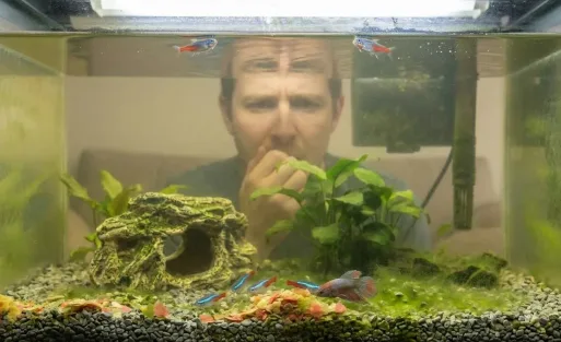 7 Hidden Dangers of Fish Overfeeding