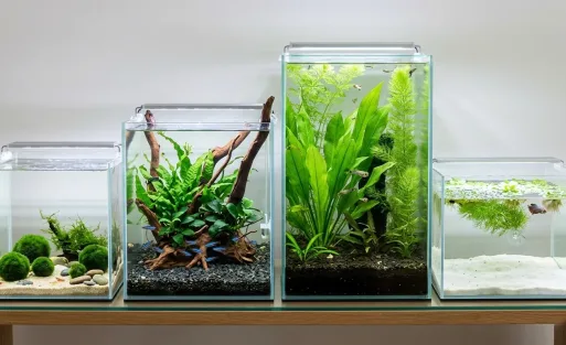 8 Easy Freshwater Aquarium Plants That Won't Die
