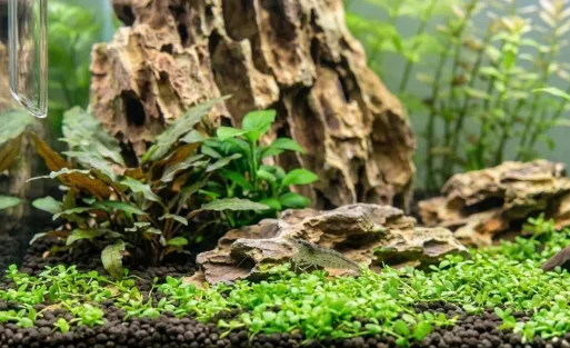 9 Proven Methods to Anchor Aquatic Plants