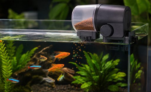 AQQA Automatic Fish Feeder Review Is This 250ml Timer Feeder Worth It