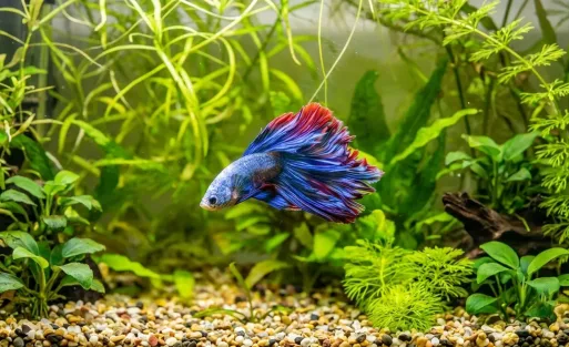 Are Betta Fish Easy for Beginners