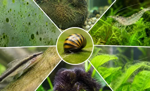 Best Algae Eaters for Each Algae Problem