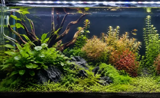 Best Aquarium Light for a 55-Gallon Planted Tank