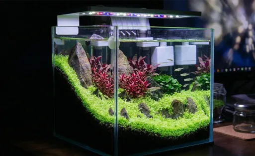 Best Light Color for Aquarium Plants