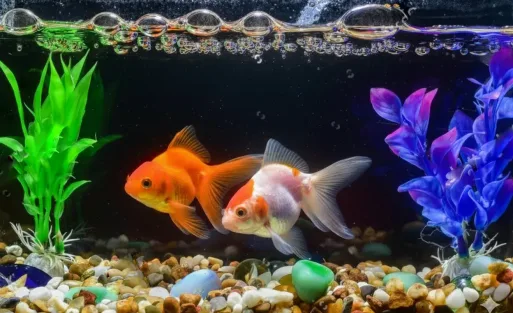 Two fish and some bubbles in the fish tank.