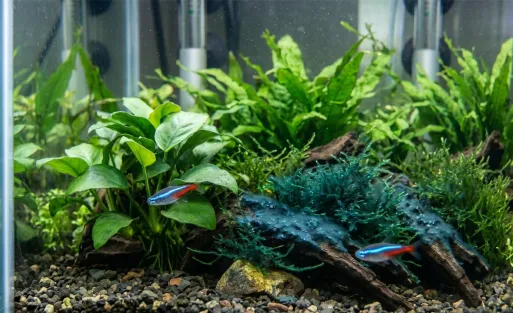 Cyanobacteria in Aquariums