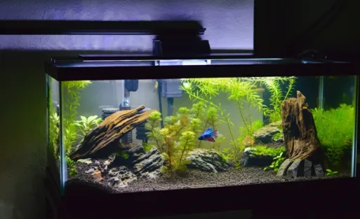 Freshwater aquarium lighting
