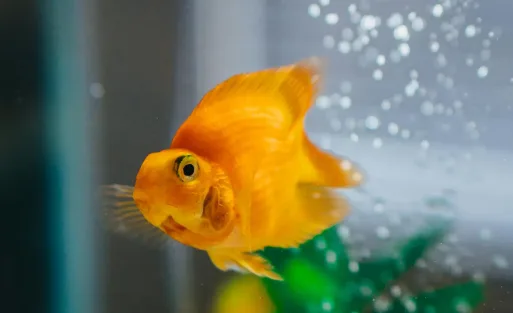 Goldfish Lifespan How Long They Can Really Live