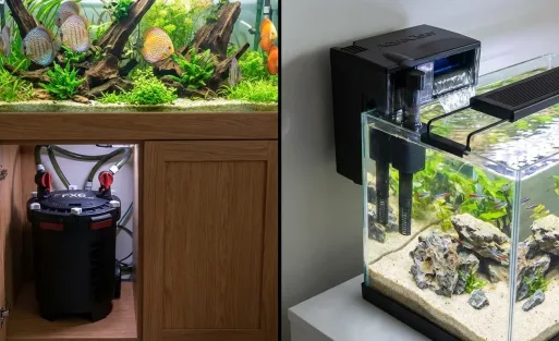 HOB vs Canister Filter Which Is Better For Freshwater Tank