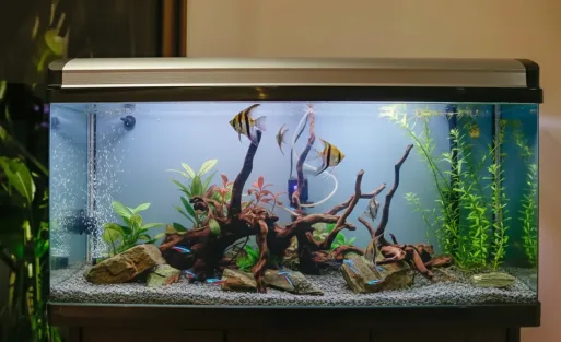 A 20 gallon freshwater fis h tank with some fish in it.
