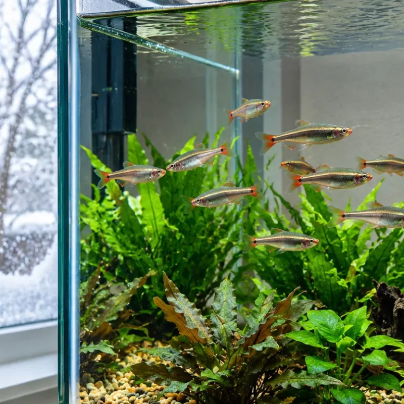 How to Help Coldwater Fish Get Through Winter Without a Heater