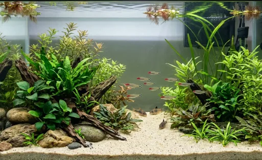 How to Plant a Fish Tank Without Overcrowding It