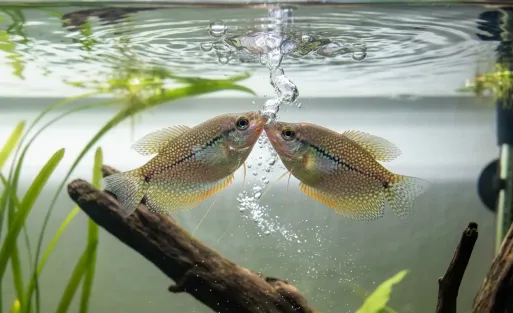 How to Stop Fish Fighting in a Community Tank