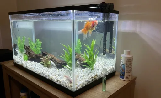 Is Your Aquarium Crashing 7 Ways to Stop New Tank Syndrome