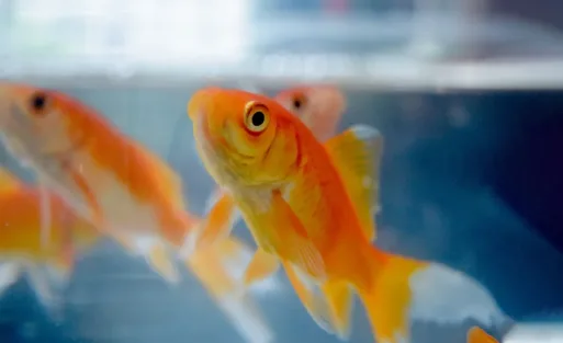 Is Your Fish Happy Fish Behavior Guide 2026