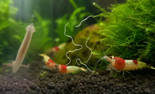 Planaria vs. Detritus Worms