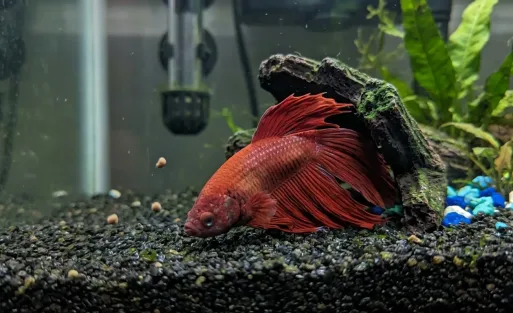 Sick, Stressed, or Bored 7 Signs of an Unhappy Betta Fish