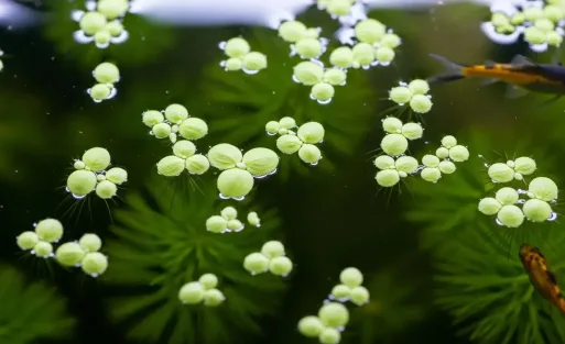 A little duckweed is floating at the surface of tank with some fish in it.