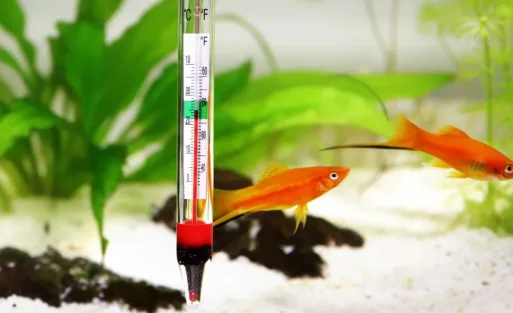 A thermometer is checking the temperature of the fish tank.