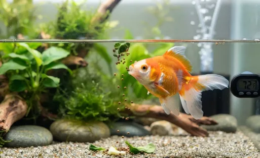 What Do Goldfish Eat A Complete Feeding Guide