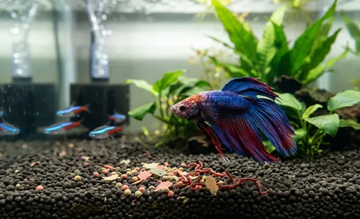 Why Is My Fish Not Eating A Step-by-Step Guide