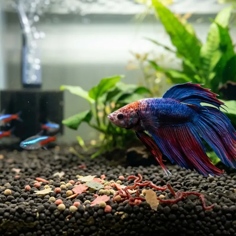 Why Is My Fish Not Eating A Step-by-Step Guide
