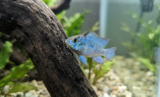 Why Is My Fish Scratching Against Things Ich Explained