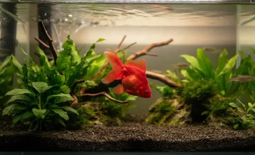 Why Is My Fish Swimming in Circles Causes & Fixes