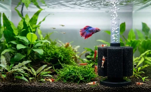 Why Your Tank Needs an Aquarium Sponge Filter 2026 Guide
