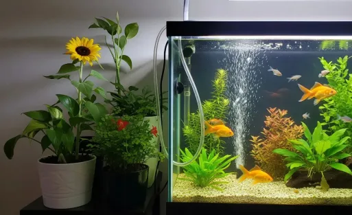 fish-in-the-fish-tank