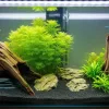 Two brown driftwoods are sinking in the aquairum.